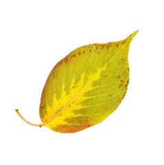 Colorful autumn leaf isolated on white. Studio photo, Leaves of autumn. Yellow red green. This photo will decorate your design. You will be the first again. Happy Golden Autumn.