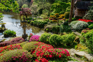 Fototapeta na wymiar Rhododendron blossom and topiary art in Maulivrier - Japanese Garden . France.