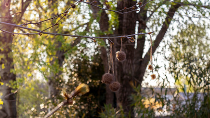 Sunshine on a tree seeds