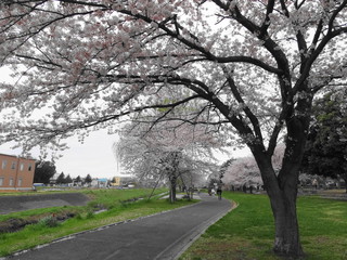 Fototapeta na wymiar 高田緑地の桜