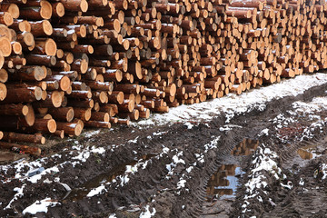 A pile of chopped firewood, prepared for winter. Cutting down wood on an industrial scale in Russia is detrimental to the environment.