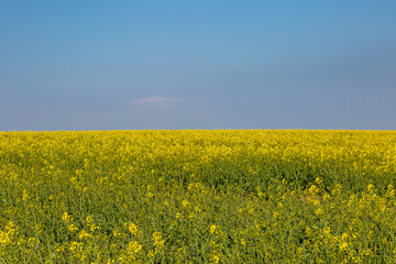 Obraz premium A field of canola/rapeseed crops beneath a blue sky