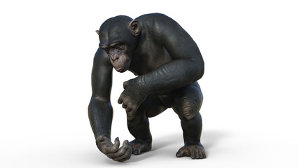 Chimpanzee monkey, primate ape picking up, wild animal isolated on white background, 3D illustration