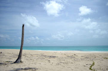 broken palm trees on the island of barbuda