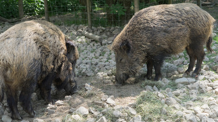 Wildschwein - Paar
