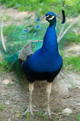 Fototapeta premium Pfau in grüner Landschaft 