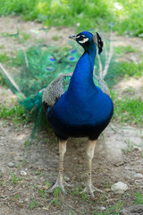 Fototapeta premium Pfau in grüner Landschaft 
