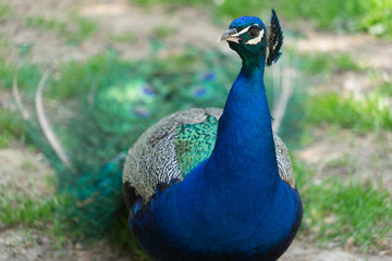 Obraz premium Pfau in grüner Landschaft 
