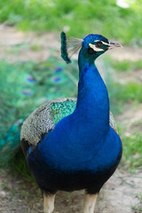 Pfau in grüner Landschaft	