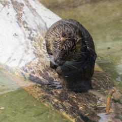 Nutria / Biberratte (Myocastor coypus)