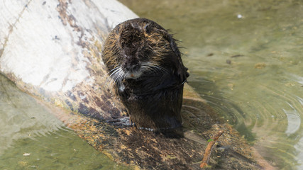 Nutria / Biberratte (Myocastor coypus)