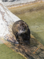 Nutria / Biberratte (Myocastor coypus)