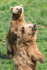 Braunbären (Ursus arctos)