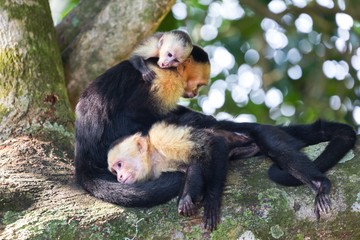 Panamanian White Headed Capuchin Monkey (Cebus Imitator) Family resting on Tree in Costarica Manuel Antonio National Park