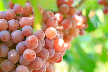 Ripe grapes in the vineyard