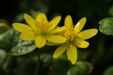 Obraz na płótnie Canvas yellow flower in garden