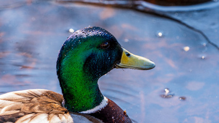 Duck kaczka krzyżówka krajobraz jezioro landscape lake ande  © Dreamnordno