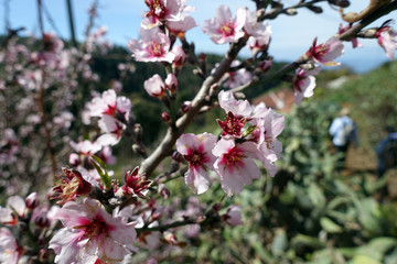Mandelbaum (Prunus dulcis) - Mandelblüte