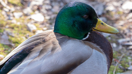 Duck kaczka krzyżówka krajobraz jezioro landscape lake ande  © Dreamnordno