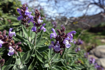 Kanaren-Salbei (Salvia canariensis)