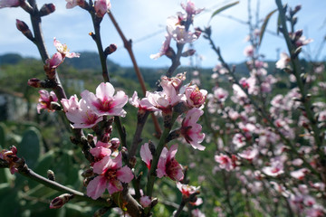 Mandelbaum (Prunus dulcis) - Mandelbl&uuml;te