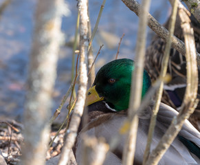 Duck kaczka krzyżówka krajobraz jezioro landscape lake ande  © Dreamnordno