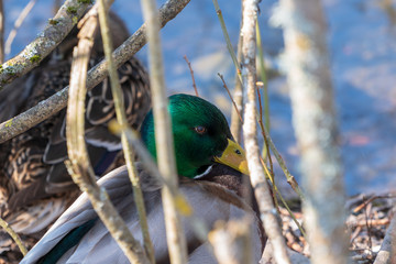 Duck kaczka krzyżówka krajobraz jezioro landscape lake ande  © Dreamnordno