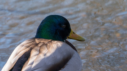 Duck kaczka krzyżówka krajobraz jezioro landscape lake ande  © Dreamnordno