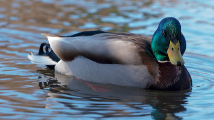 Duck kaczka krzyżówka krajobraz jezioro landscape lake ande  © Dreamnordno