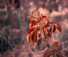 Rojo de rosas