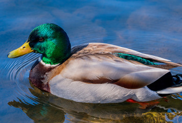 Duck kaczka krzyżówka krajobraz jezioro landscape lake ande  © Dreamnordno
