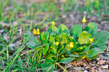 yellow wildflowers in early spring