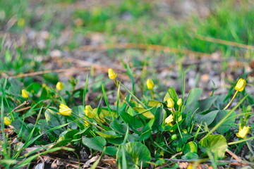 yellow wildflowers in early spring