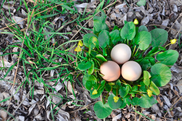 easter eggs on green grass