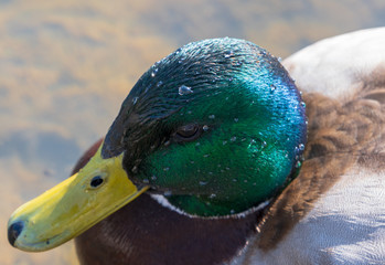 Duck kaczka krzyżówka krajobraz jezioro landscape lake ande  © Dreamnordno