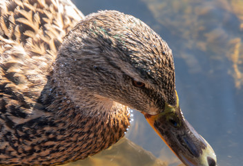 Duck kaczka krzyżówka krajobraz jezioro landscape lake ande  © Dreamnordno