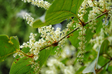 spring nut tree