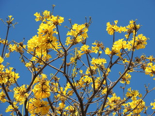 Araguaney tree in yellow flowers in south america. National tree of Venezuela