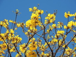 Araguaney tree in yellow flowers in south america. National tree of Venezuela