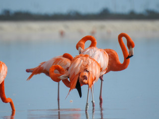 Pink Flamingo Merida Yucatan Mexico © Ivan