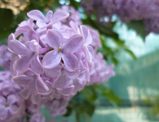 lilac branch in soft focus. Lilac flowers spring blossom background. Close-up, 