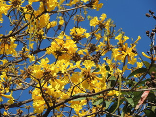 Araguaney tree in yellow flowers in south america. National tree of Venezuela