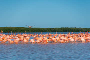 Obraz premium Pink Flamingo Merida Yucatan Mexico