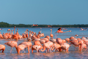 Pink Flamingo Merida Yucatan Mexico