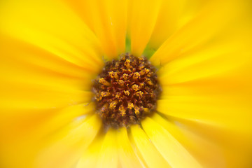 big yellow flower close up