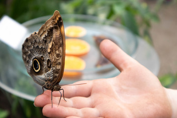 Schmetterling auf der Hand