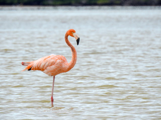 Pink Flamingo Mexico
