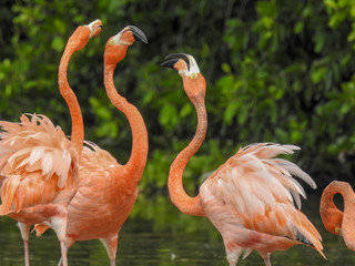 Pink Flamingo Mexico