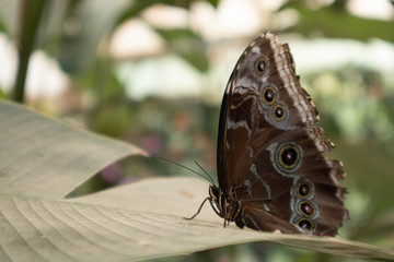 Obraz na płótnie Canvas Schmetterling auf einem Blatt