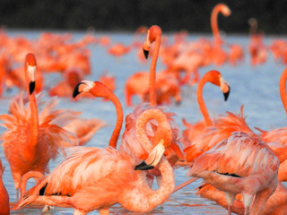 Pink Flamingo Mexico